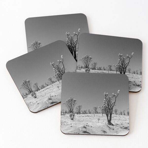 Item preview, Area of Burned Joshua Trees from the Dome Fire.  Mojave National Preserve designed and sold by Trevor and Photos.