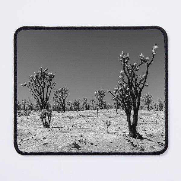 Item preview, Area of Burned Joshua Trees from the Dome Fire. Mojave National Preserve designed and sold by Trevor and Photos.