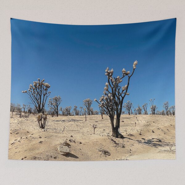 Item preview, Burned Area of Joshua Trees in the Cima Dome Area, Mojave National Preserve designed and sold by Trevor and Photos.