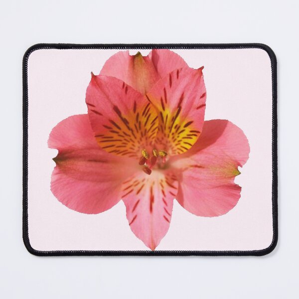 Item preview, peach pink peruvian lily/ alstromeria flower sticker designed and sold by inainart.