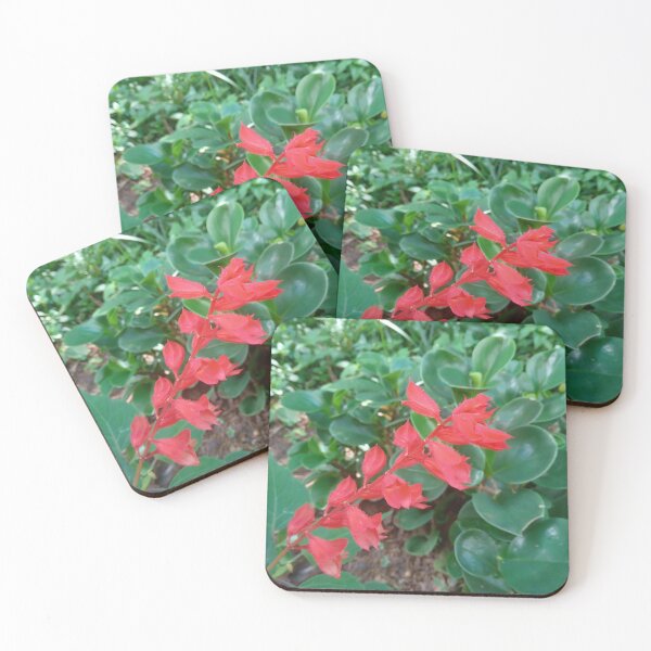 Item preview, Salvia splendens designed and sold by André Ramos Ielo.