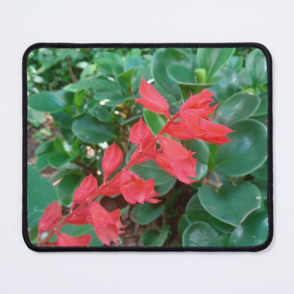 Item preview, Salvia splendens designed and sold by André Ramos Ielo.