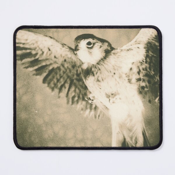 Item preview, American Kestrel soaring designed and sold by BarryMayfield.