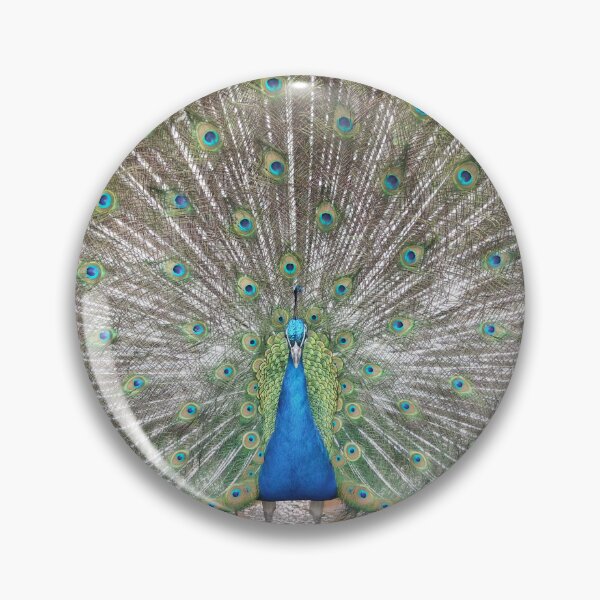Item preview, Fierce peacock display designed and sold by BarryMayfield.
