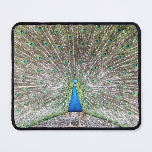 Item preview, Fierce peacock display designed and sold by BarryMayfield.