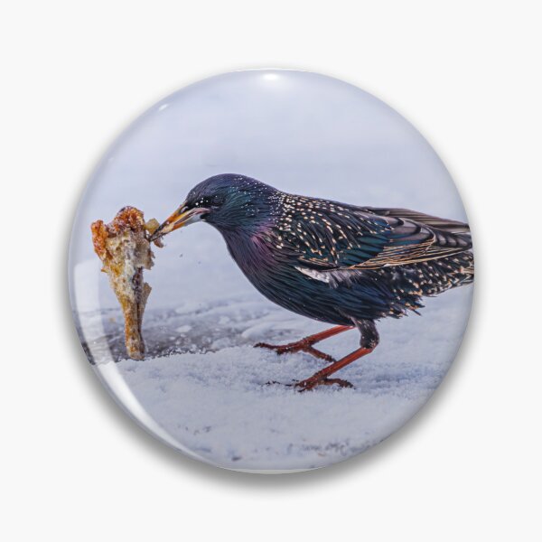 Item preview, Got Chicken? designed and sold by Fultz-Brothers.