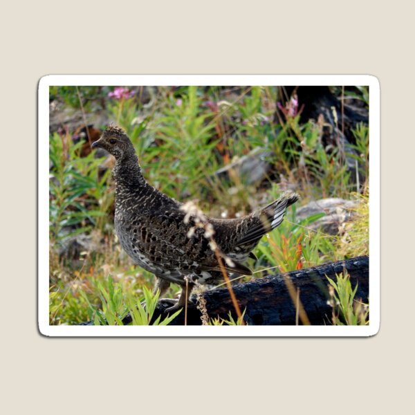 Item preview, Dusky Grouse designed and sold by Coley Optera.