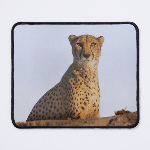 Item preview, Intense Cheetah Gaze - African Wildlife Portrait Photography designed and sold by AbulailArt.