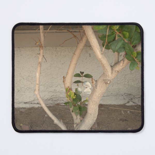 Item preview, Planta pintada de blanco designed and sold by MangoSeeds2.