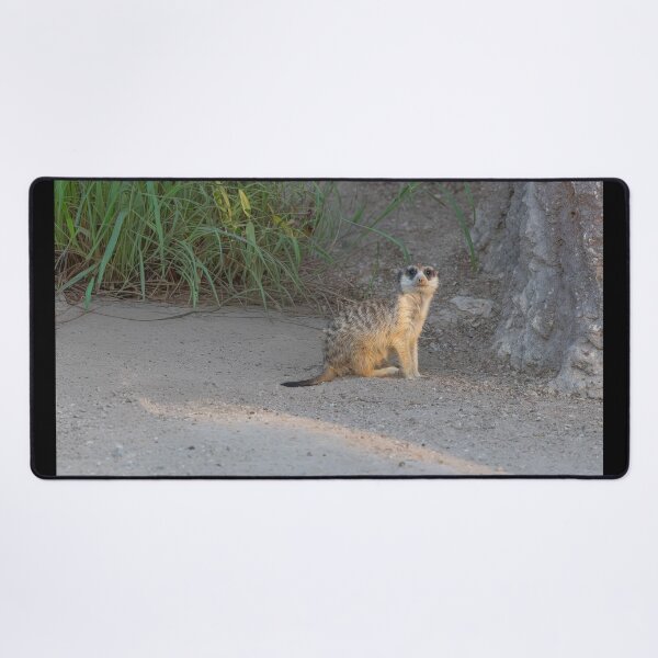 Item preview, Curious Meerkat Lookout - Desert Wildlife Photography designed and sold by AbulailArt.
