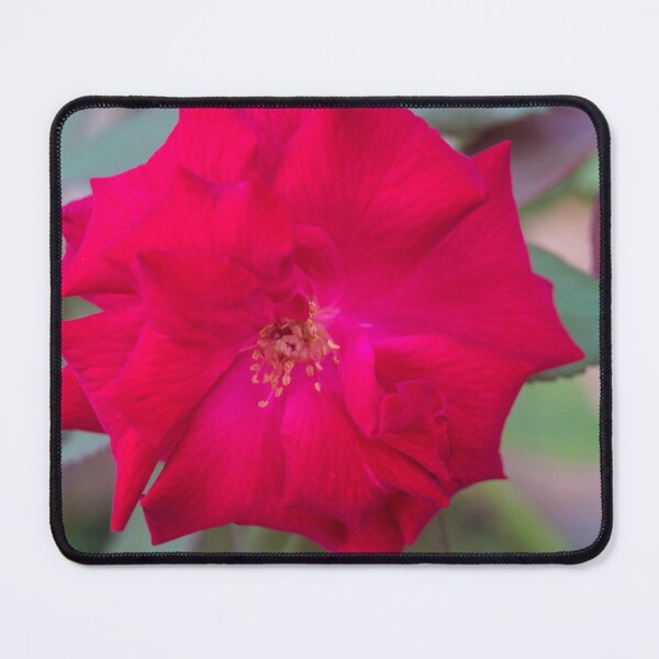 Item preview, Floribunda Rose designed and sold by ROSE ANN BANILAR.