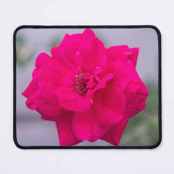 Item preview, China rose designed and sold by ROSE ANN BANILAR.