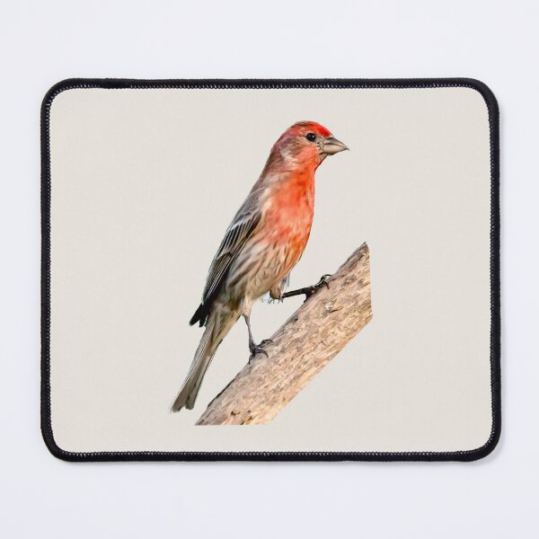 Item preview, Male house finch perched designed and sold by KRFNatureGifts.