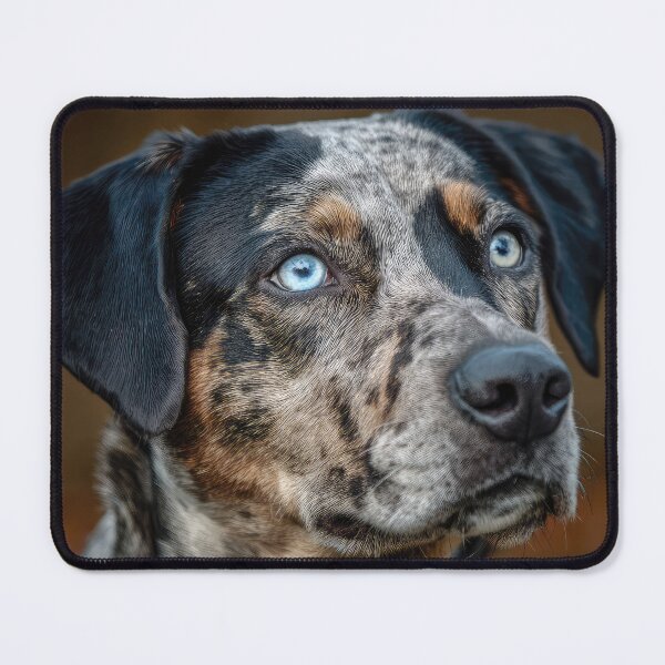Item preview, Catahoula Leopard Dog Portrait designed and sold by Elisabeth Lucas.