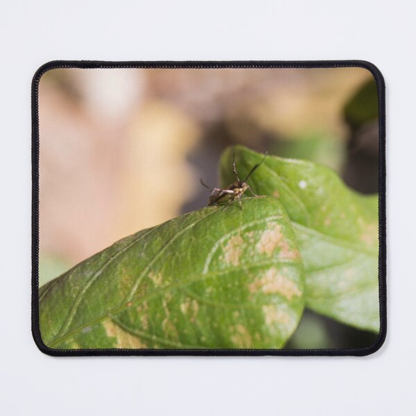 Item preview, Saptha divitiosa moth designed and sold by ROSE ANN BANILAR.