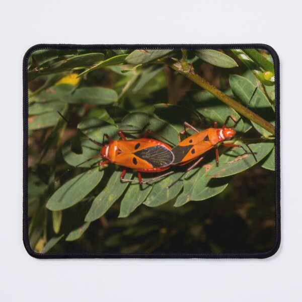 Item preview, Mating Red cotton stainer bugs designed and sold by ROSE ANN BANILAR.