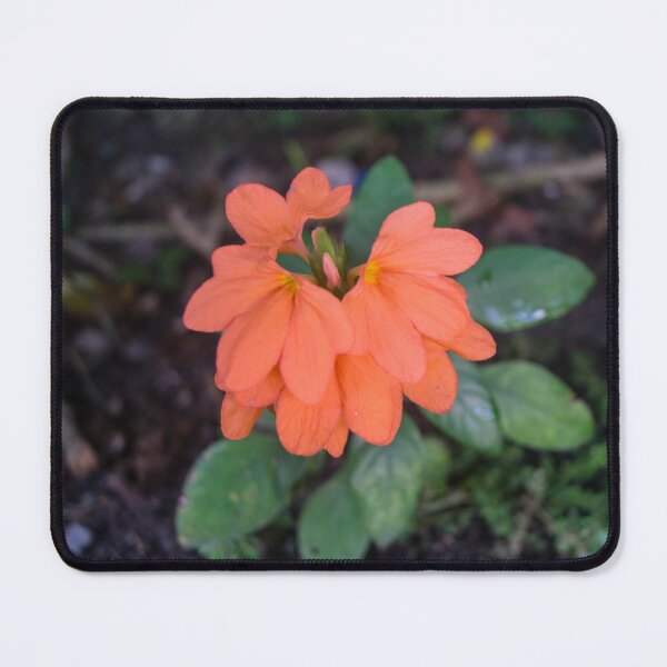 Item preview, firecracker flower designed and sold by ROSE ANN BANILAR.