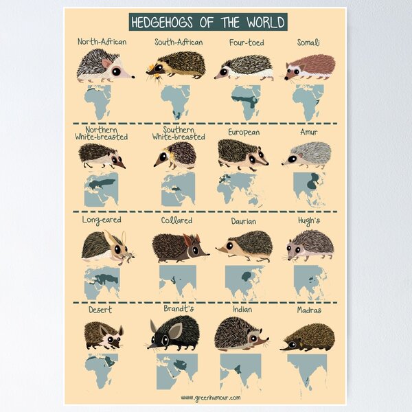 Item preview, Hedgehogs of the World designed and sold by Green Humour.