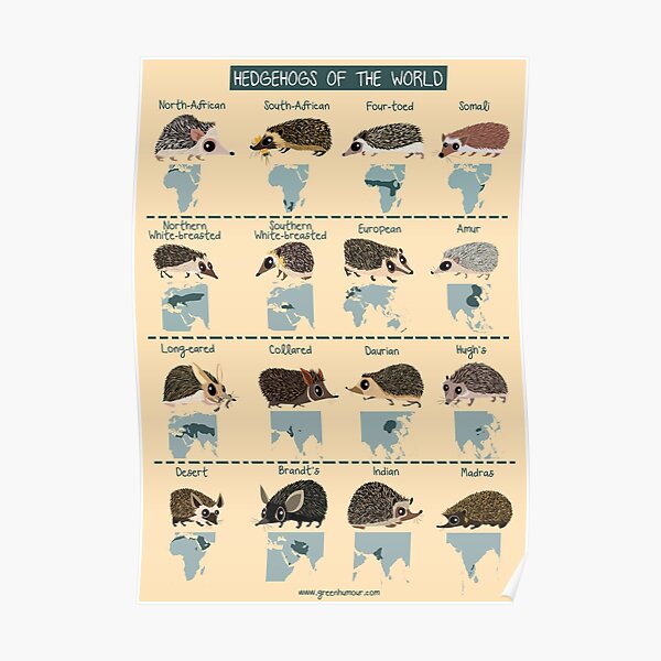 Hedgehogs of the World Poster