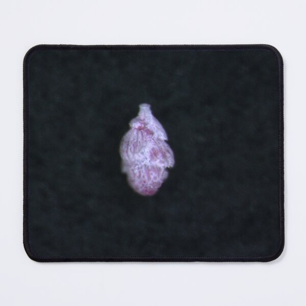 Item preview, A single-celled organism from the protist group designed and sold by A grain of sand.