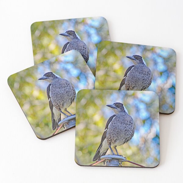 Item preview, © Australian Magpie designed and sold by GeoPipics.