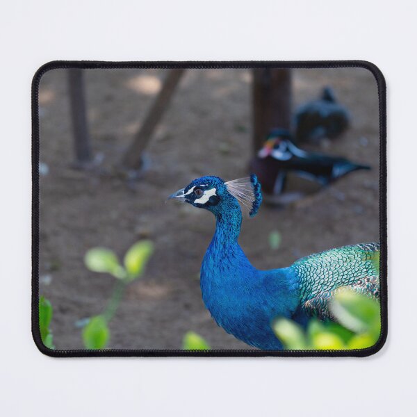 Item preview, Vibrant Indian Peacock - Exotic Blue Wildlife Nature Portrait designed and sold by AbulailArt.