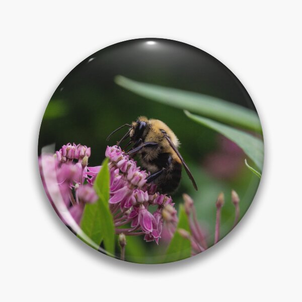 Item preview, Polinating Bumblebee on Pink Milkweed designed and sold by kngfrank.