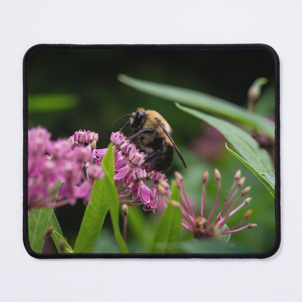 Item preview, Polinating Bumblebee on Pink Milkweed designed and sold by kngfrank.
