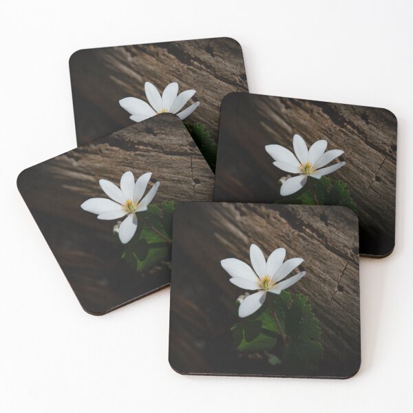 Item preview, Bloodroot Wildflower | Sanguinaria canadensis in Spring Light designed and sold by kngfrank.