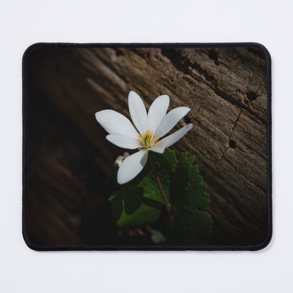 Item preview, Bloodroot Wildflower | Sanguinaria canadensis in Spring Light designed and sold by kngfrank.