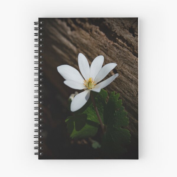 Item preview, Bloodroot Wildflower | Sanguinaria canadensis in Spring Light designed and sold by kngfrank.