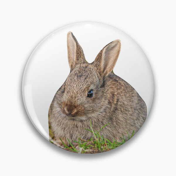 Item preview, Baby Rabbit designed and sold by Dalyndigital Photography.