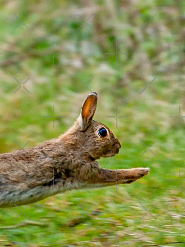 Thumbnail 4 of 4, iPhone Case, Run Rabbit Run designed and sold by Dalyndigital Photography.