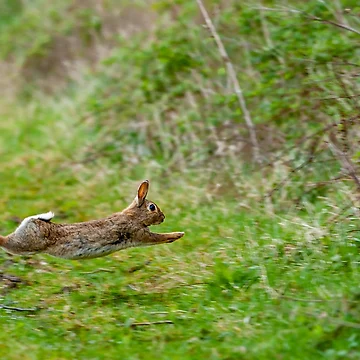 Artwork thumbnail, Run Rabbit Run by Dalyndigital Photography