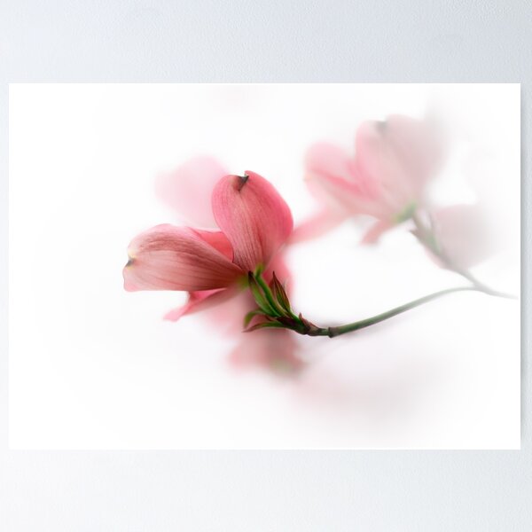 Item preview, Flowering Dogwood | Cornus florida Soft Pink Bloom designed and sold by kngfrank.