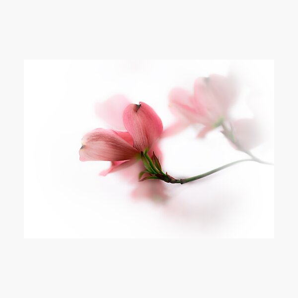 Item preview, Flowering Dogwood | Cornus florida Soft Pink Bloom designed and sold by kngfrank.