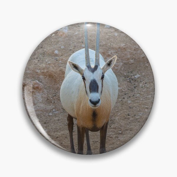 Item preview, Stunning Arabian Oryx Face-to-Face - Desert Heritage Wildlife Portrait designed and sold by AbulailArt.