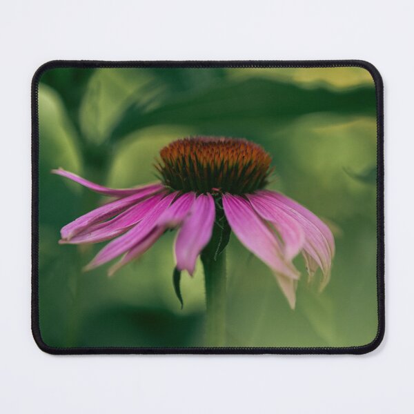 Item preview, Purple Coneflower | Echinacea purpurea in Summer Light designed and sold by kngfrank.