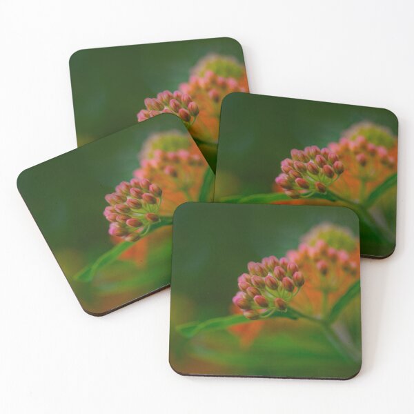Item preview, Butterfly Weed Buds | Asclepias tuberosa Native Wildflower designed and sold by kngfrank.
