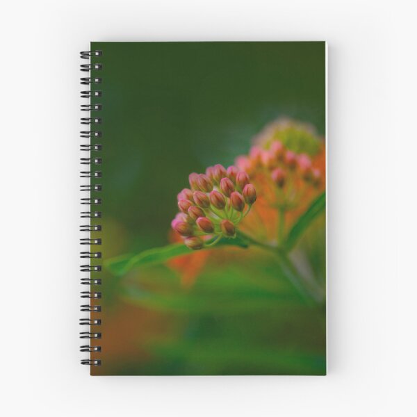 Item preview, Butterfly Weed Buds | Asclepias tuberosa Native Wildflower designed and sold by kngfrank.