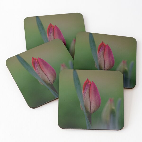 Item preview, Red Tulip Bud | Tulipa Spring Flower designed and sold by kngfrank.