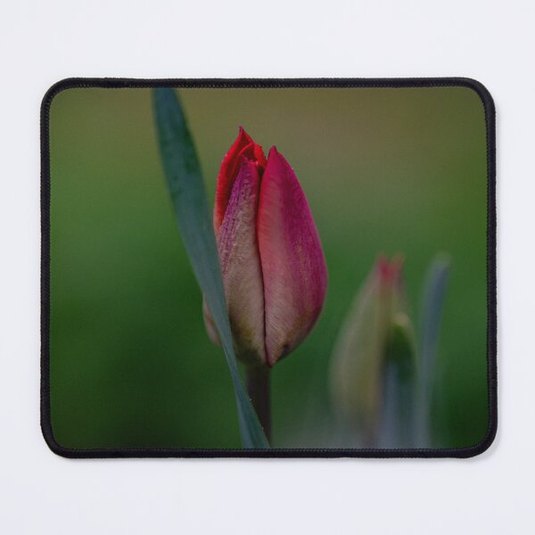 Item preview, Red Tulip Bud | Tulipa Spring Flower designed and sold by kngfrank.