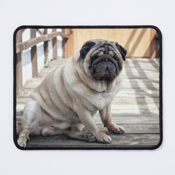 Item preview, Funny Chubby Pug Dog Sitting on Wooden Bridge Portrait designed and sold by LRPhotoart.