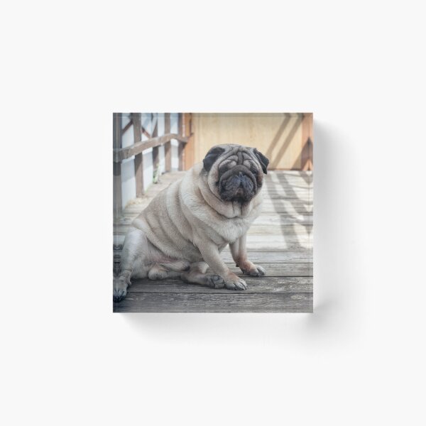 Item preview, Funny Chubby Pug Dog Sitting on Wooden Bridge Portrait designed and sold by LRPhotoart.