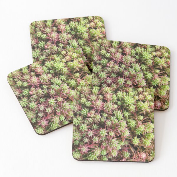 Item preview, Stonecrop photo. Type of sedum designed and sold by Sky-99.