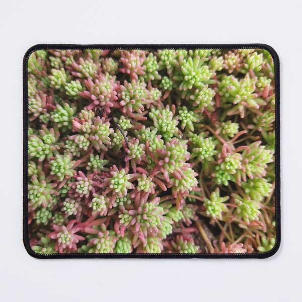 Item preview, Stonecrop photo. Type of sedum designed and sold by Sky-99.