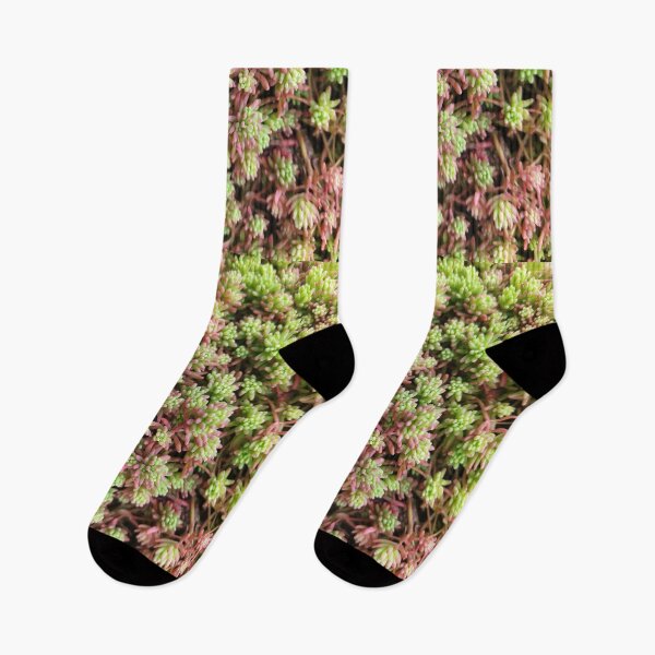 Item preview, Stonecrop photo. Type of sedum designed and sold by Sky-99.