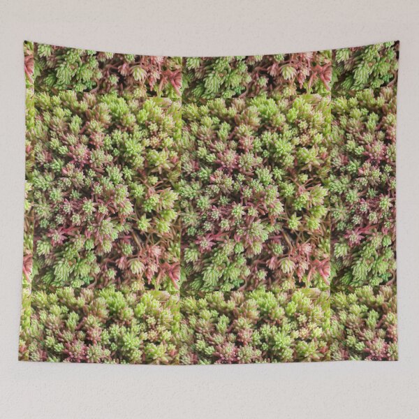 Item preview, Stonecrop photo. Type of sedum designed and sold by Sky-99.