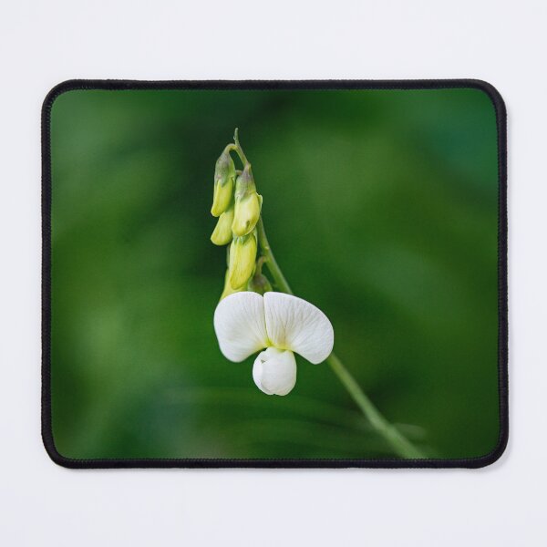 Item preview, White Sweet Pea Bloom | Lathyrus odoratus designed and sold by kngfrank.