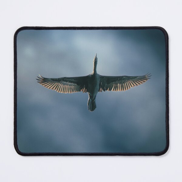 Item preview, Little Black Cormorant or Phalacrocorax sulcirostris designed and sold by robdwildlife.